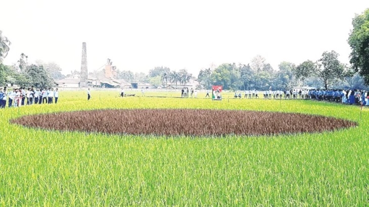 ফসলের মাঠ নয় যেন এক টুকরো বাংলাদেশ