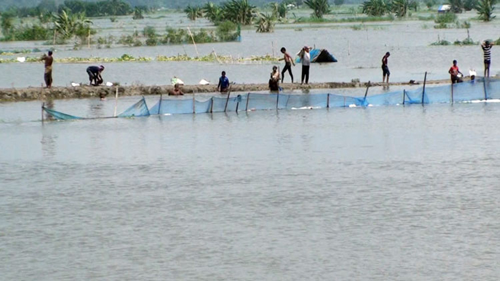 বন্যায় মৎস্য ও কৃষিতে ক্ষতি ৬১০ কোটি টাকা