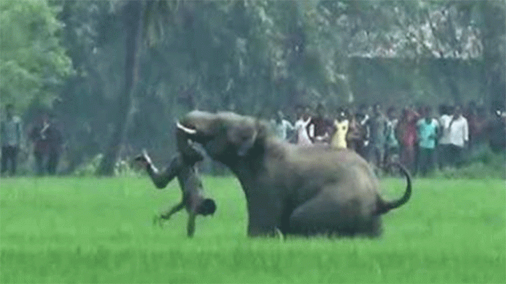 হাতির সঙ্গে মানুষের লড়াই, অতঃপর. . .