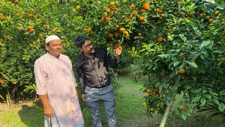 পাহাড়ী জনপদে জনপ্রিয় হচ্ছে কমলা চাষ