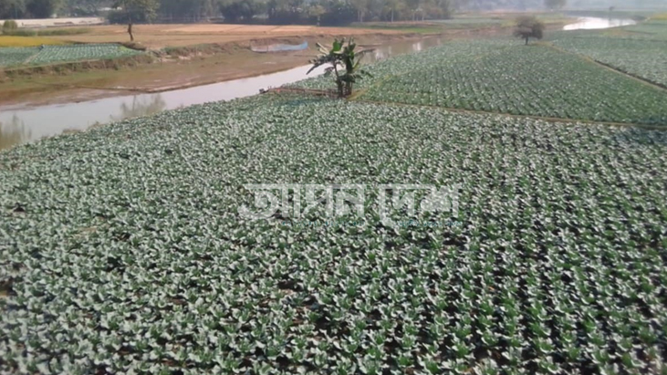 সবুজে ঘেরা লালমনিরহাটের চরাঞ্চল, স্বপ্ন দেখছেন কৃষকেরা