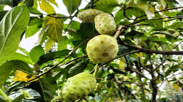 বাণিজ্যিকভাবে চাষ হচ্ছে ননী ফল