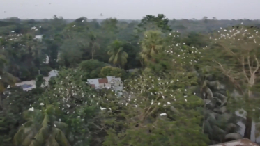 পাখিগুলো ফজরের পর যায় মাগরিবে আসে