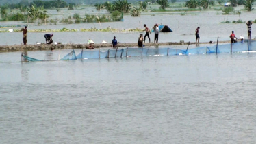 বন্যায় মৎস্য ও কৃষিতে ক্ষতি ৬১০ কোটি টাকা