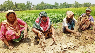 জাপানি মিষ্টি আলু চাষে কৃষকের আগ্রহ