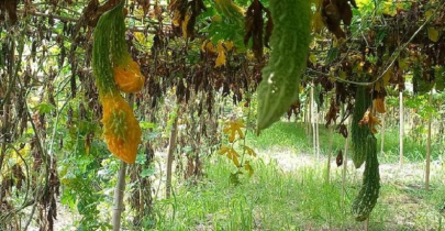 গরমে সবজির ফলন নিয়ে শঙ্কা 