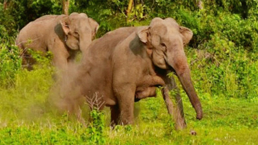 হাতির পায়ে পিষ্ঠ হয়ে বৃদ্ধার মৃত্যু