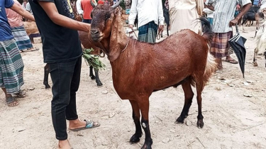 কোরবানির ছাগলের মুখে প্লাস্টিকের দাঁত!