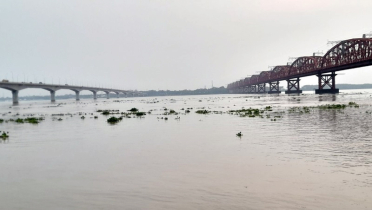 হঠাৎ বেড়েছে পদ্মার পানি, ডুবছে ফসলি জমি