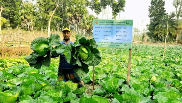 নলছিটিতে বাঁধাকপি চাষে সফল চাষিরা