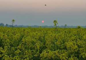 চব্বিশের শেষ সূর্যাস্ত