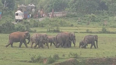 শেরপুর সীমাণ্ডে বন্যহাতির তাণ্ডব, শতমন ধান-চাল সাবাড়