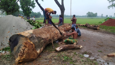 মধুপরে সরকারি গাছ কেটে সাবাড় করছে ইউপি চেয়ারম্যান