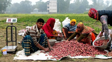 উল্লাপাড়ায় আলুর বাম্পার ফলন, চাষাবাদের লক্ষমাত্র ছাড়িয়েছে