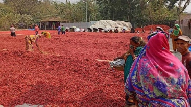 মরিচ শুকানোয় ব্যস্ত বগুড়ার শ্রমিকরা