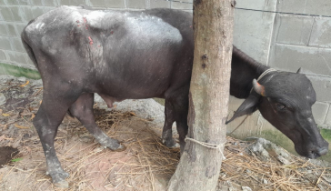 রাজশাহীতে  ল্যাম্পি স্কিন রোগে বহু গবাদি পশু আক্রান্ত, চাষীরা উদ্বিগ্ন