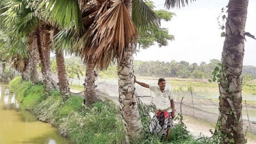 চিত্তের চিত্ত হরণ করেছে তালগাছ