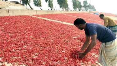 কুমিল্লায় চলছে মরিচ শুকানোর ধুম