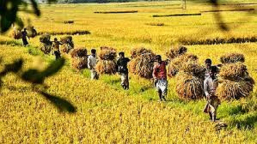 আবাদে প্রণোদনা পাচ্ছেন ভোলার ১১ হাজার কৃষক