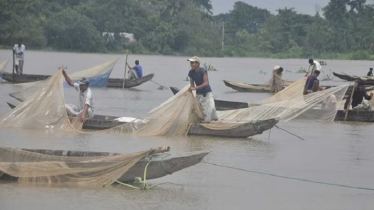 হালদায় ডিম ছাড়ল মাছ