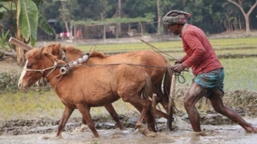 ঘোড়া দিয়ে হালচাষ করেন ইসমাইল