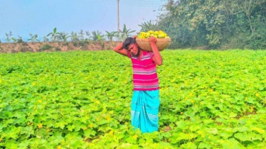 বগুড়ায় খিরা চাষে সম্ভাবনা