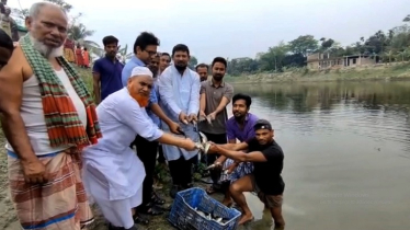 নোয়াখালীতে দেশীয় মাছের পোনা অবমুক্তকরণ