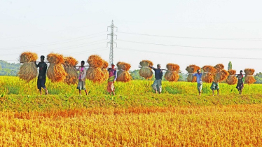 গুমাই বিলে আমনের বাম্পার ফলনে কৃষকের মুখে হাসি