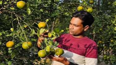 চাকরি না মেলায় সাইদুল এখন কমলাচাষি