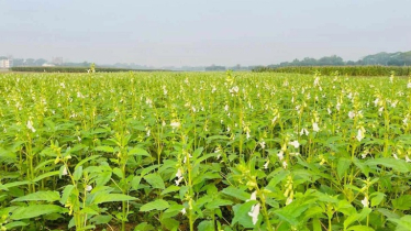 তিল চাষে ঝুঁকছেন সদরপুরের কৃষকরা