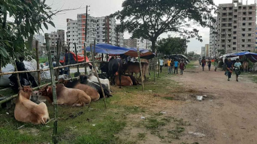 আফতাবনগরে বসছে না পশুরহাট