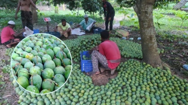 সাতক্ষীরার আম যাচ্ছে ইউরোপে