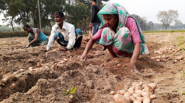 দেশে আলু উৎপাদনে নীরব বিপ্লব