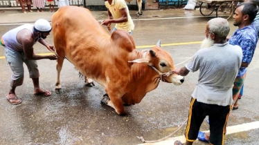 আল্লাহর সন্তুষ্টির আশায় চলছে পশু কোরবানি