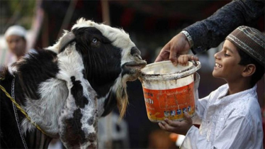 ৪ ধরনের পশু কোরবানি করা বৈধ নয়