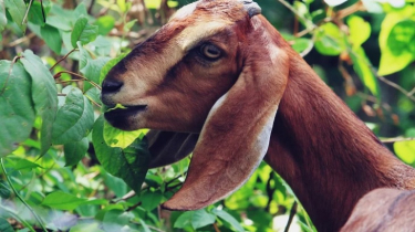 ছাগল পাতা খাওয়ায় দু’পক্ষের সংঘর্ষ, নিহত ১