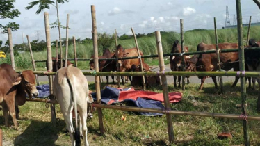 আফতাবনগরে গরুর হাট বসানো যাবে না