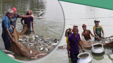 মাছ উৎপাদনে দ্বিতীয় অবস্থানে বাংলাদেশ