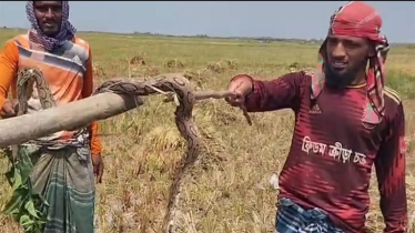 সাপের আতঙ্কে মিলছে না ধানকাটার শ্রমিক!