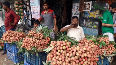 দিনাজপুরে ৫০০ কোটি টাকার লিচু বিক্রির আশা