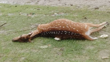 কটকা থেকে ৩০ মৃত হরিণ উদ্ধার