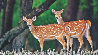 সুন্দরবনে মৃত হরিণের সংখ্যা বেড়ে ৫৪ 