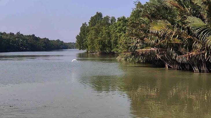 প্রাণ প্রাচুর্যে ভরেছে সুন্দরবন, খুলছে কাল