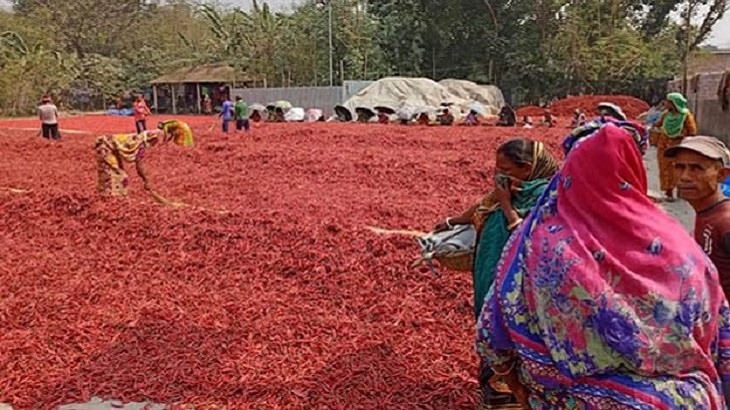 মরিচ শুকানোয় ব্যস্ত বগুড়ার শ্রমিকরা