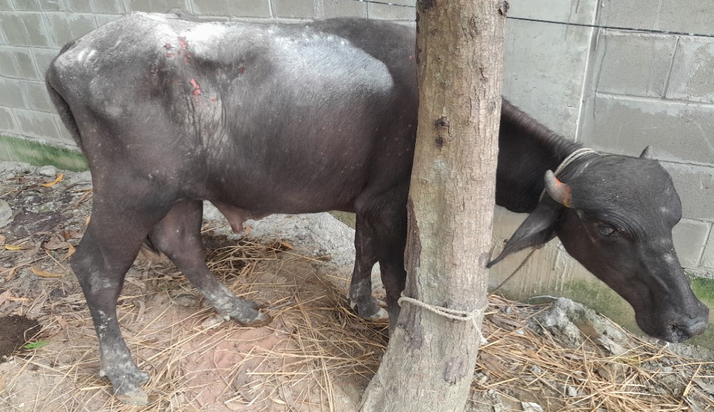 রাজশাহীতে  ল্যাম্পি স্কিন রোগে বহু গবাদি পশু আক্রান্ত, চাষীরা উদ্বিগ্ন