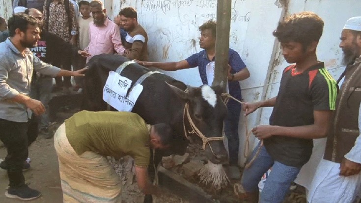 আনা হয়েছে গরু, ধানমন্ডি ৩২-এ হবে ভূরিভোজ