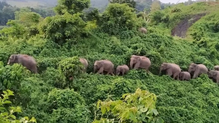 চট্টগ্রামে হাতির আক্রমণে ২ জনের মৃত্যু