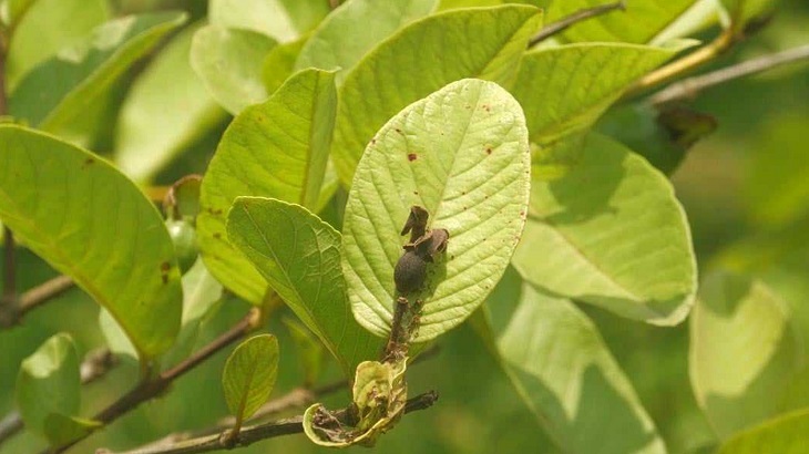 ঝালকাঠির পেয়ারা চাষিদের স্বপ্ন খরায় পুড়ছে