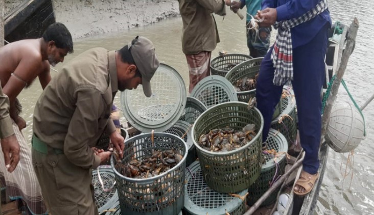 সুন্দরবনে ১৫ মণ কাঁকড়াসহ ২৬ জেলে আটক