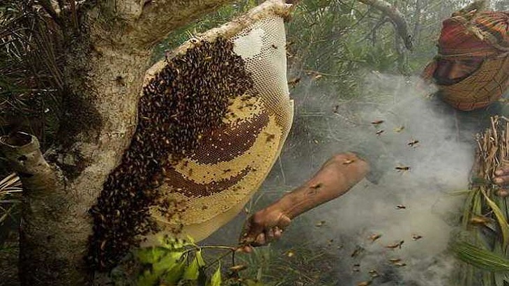 সুন্দরবনে মধু সংগ্রহ শুরু হচ্ছে আজ